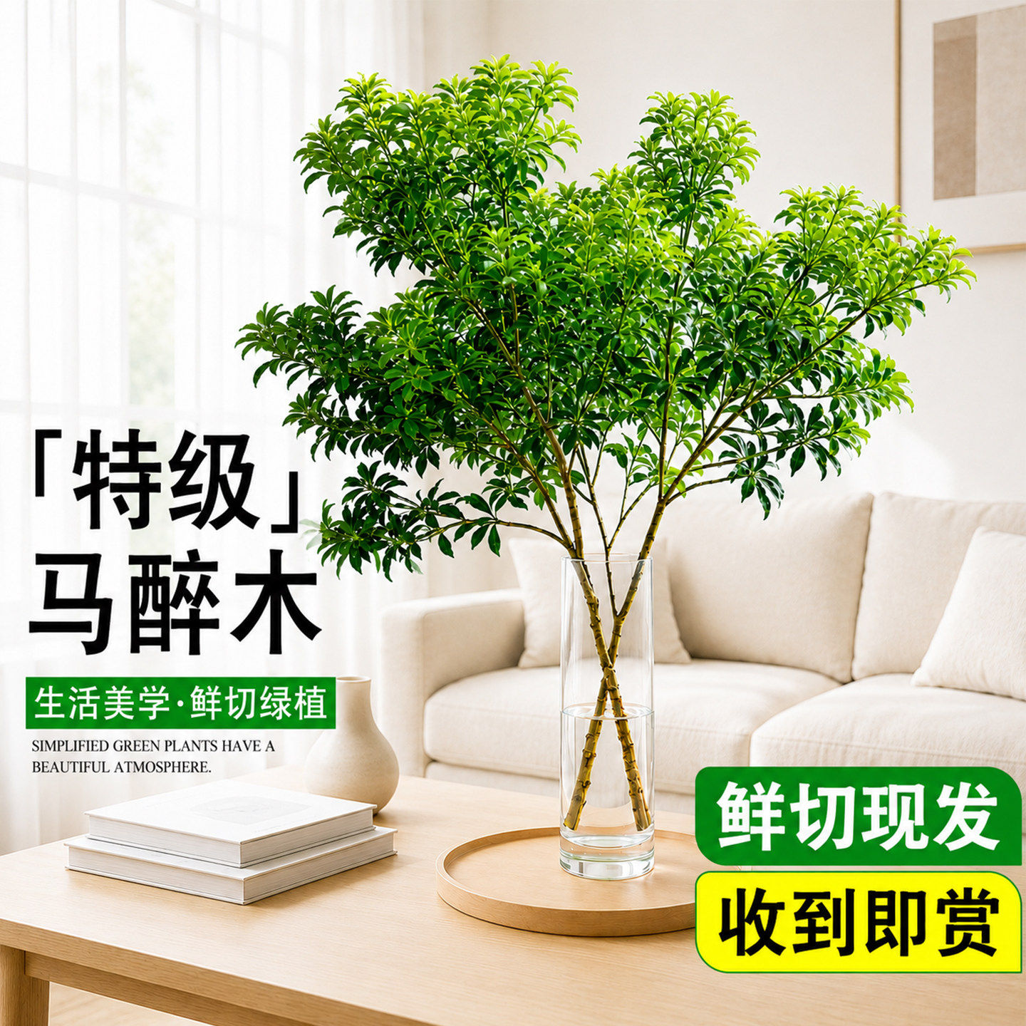 进口马醉木水培植物ins风绿植客厅办公室内吊钟真树鲜切枝条好养