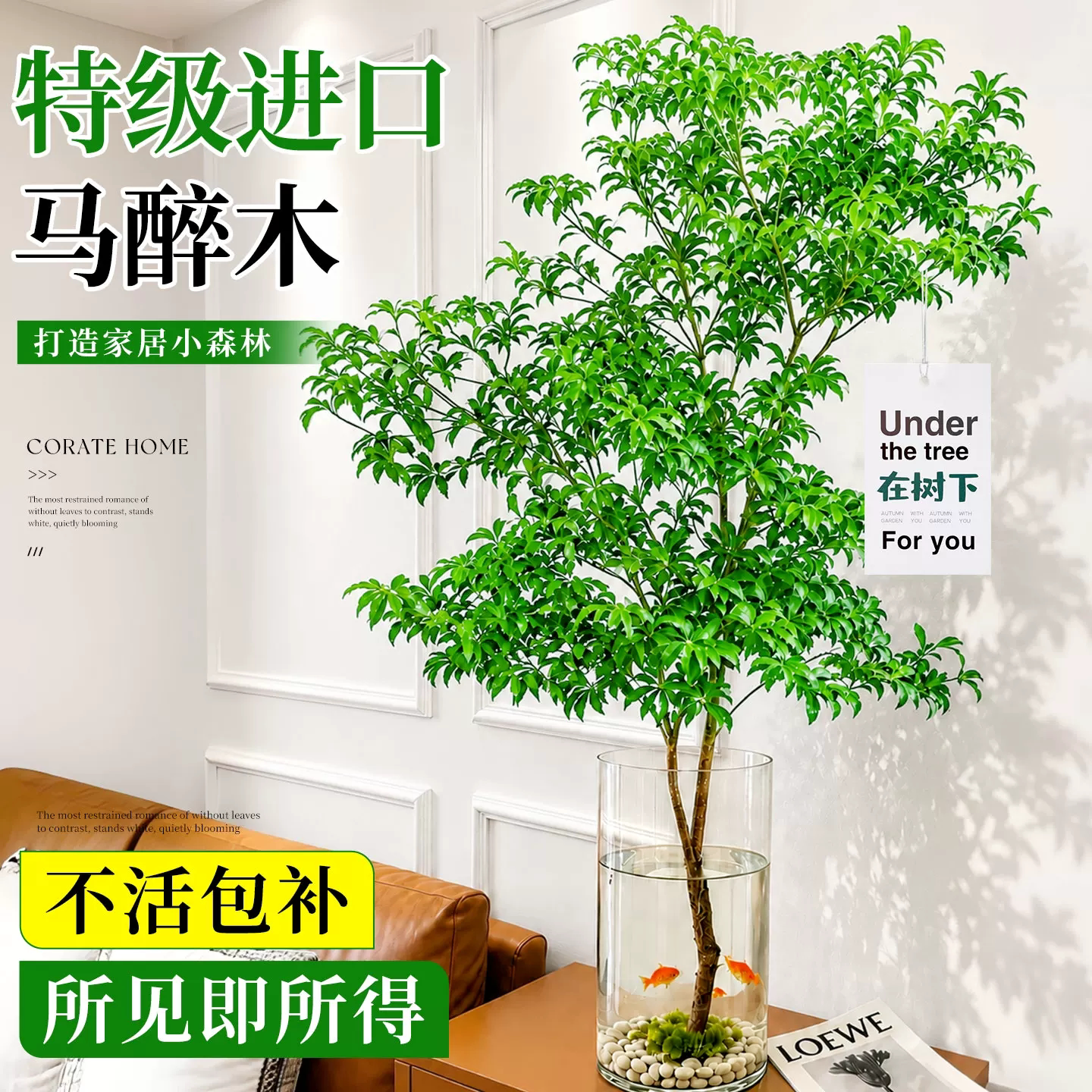 进口马醉木水培植物小叶鲜切吊钟真树室内客厅卧室办公室水养绿植