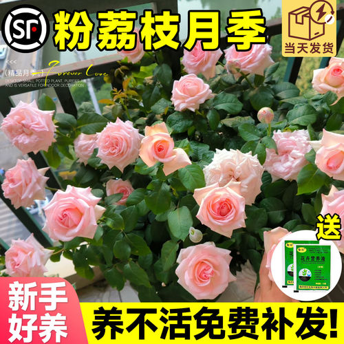 粉荔枝月季花苗灌木爬滕蔷薇多季开花庭院阳台浓香型花卉盆栽好养