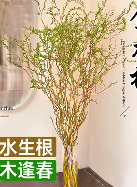 黄金龙柳鲜枝水培植物室内好养活绿植高级感客厅旺宅真花摆件四季