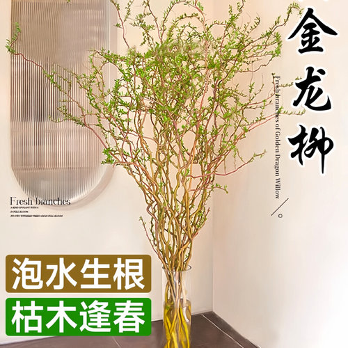 黄金龙柳鲜枝水培植物室内好养活绿植高级感客厅旺宅真花摆件四季