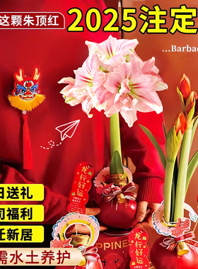 蜡封朱顶红进口重瓣种球新年注定红年宵花卉礼盒圣诞节礼物好养活