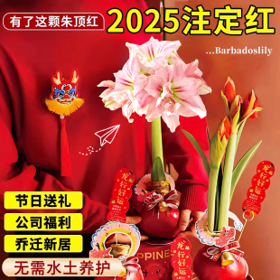 蜡封朱顶红进口重瓣种球新年注定红年宵花卉礼盒圣诞节礼物好养活