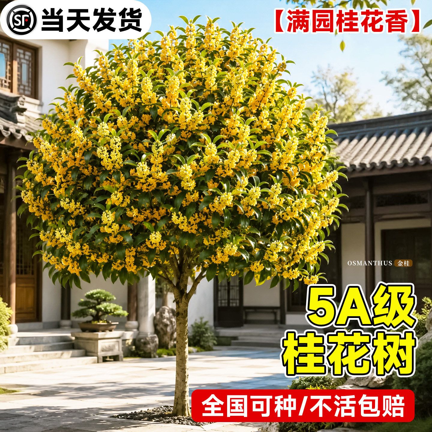 正宗桂花树苗庭院地栽花卉盆栽图片