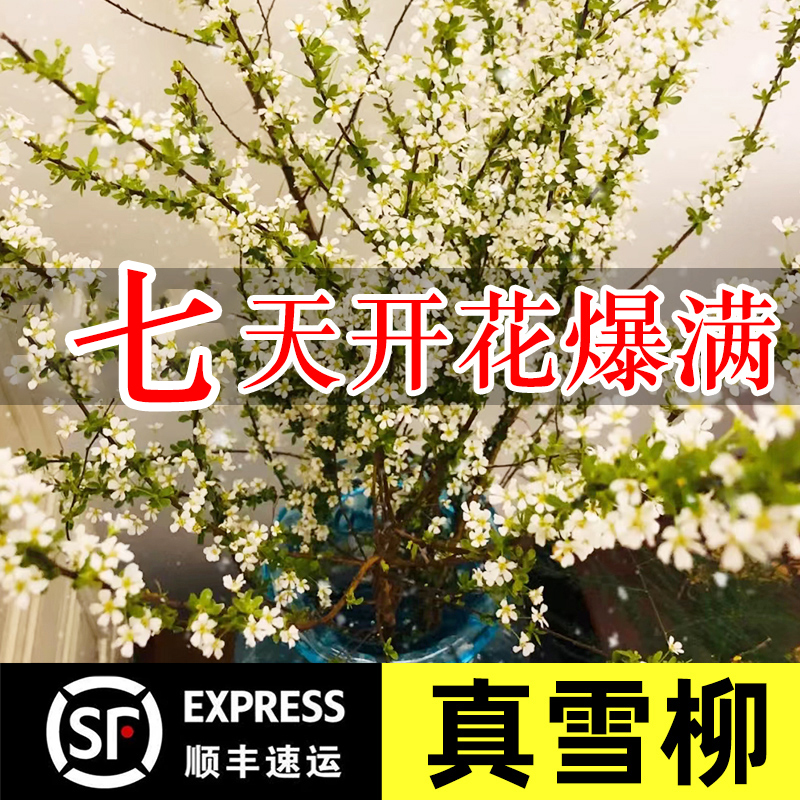 【顺丰包邮】云南雪柳鲜枝带花苞