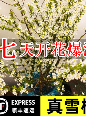 雪柳鲜枝带芽花苞水培绿植干枝水养花卉室内插花干支鲜切植物云南