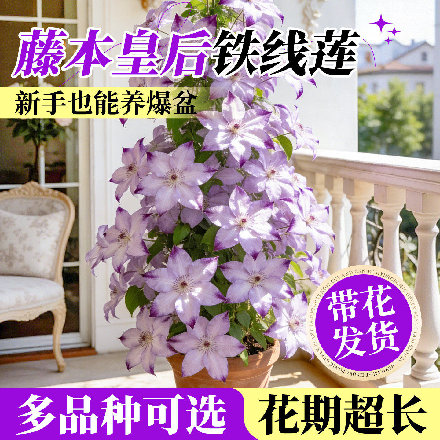 铁线莲攀援盆栽耐寒耐热四季开花