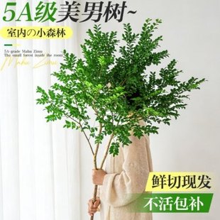 美男树水培植物鲜切枝条进口马醉木吊钟水养室内好养花卉绿植盆栽