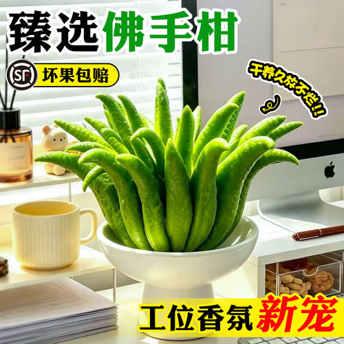佛手柑水培植物鲜果办公室内桌面闻香观赏摆件室内水养绿植可食用