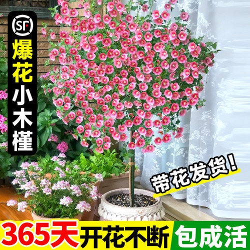 小木槿棒棒糖花苗蓝雪花盆栽室内阳台绿植果汁阳台月季花四季好养