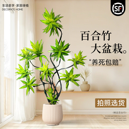 百合竹客厅绿植大盆栽室内金边大型植物高级感好养落地大号禄植