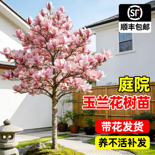 玉兰花树苗带花苞室外庭院植物