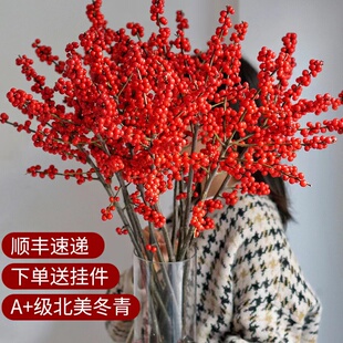 精品进口北美冬青鲜切枝水培植物鲜花束红果水养室内年宵花卉真花