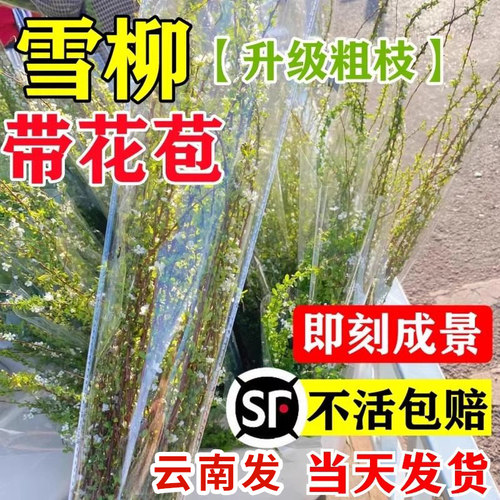 【顺丰包邮】云南鲜枝雪柳带花苞
