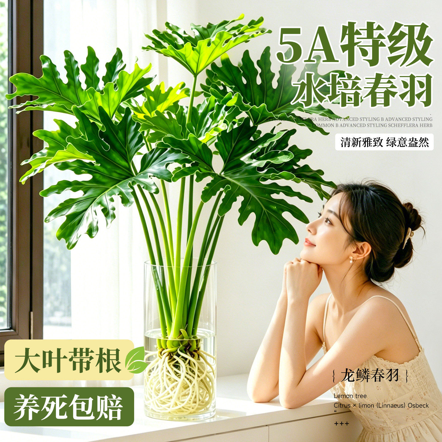 水培植物龙鳞春羽大叶老桩盆栽室内客厅大型绿植春雨小天使高级感