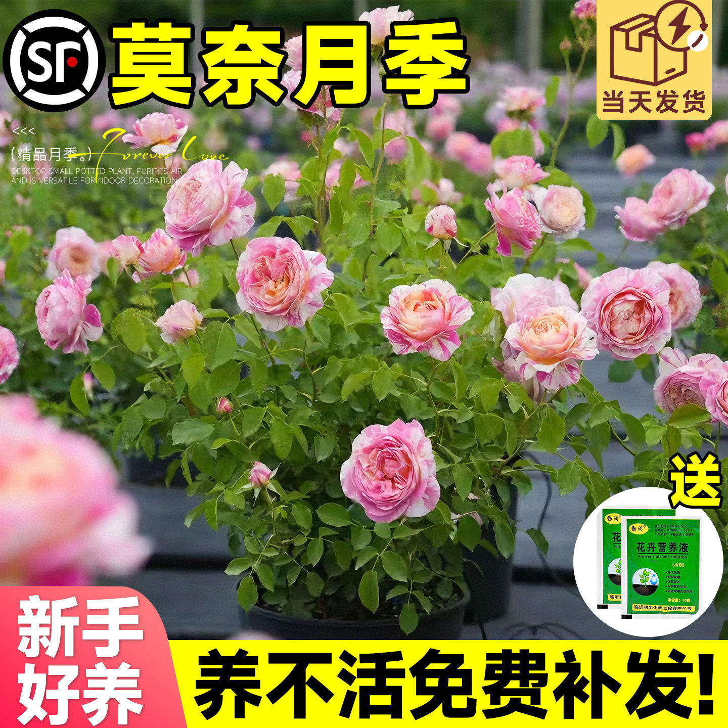 灌木月季花苗莫奈多季开大花浓香耐寒条纹玫瑰花卉盆栽阳台植物