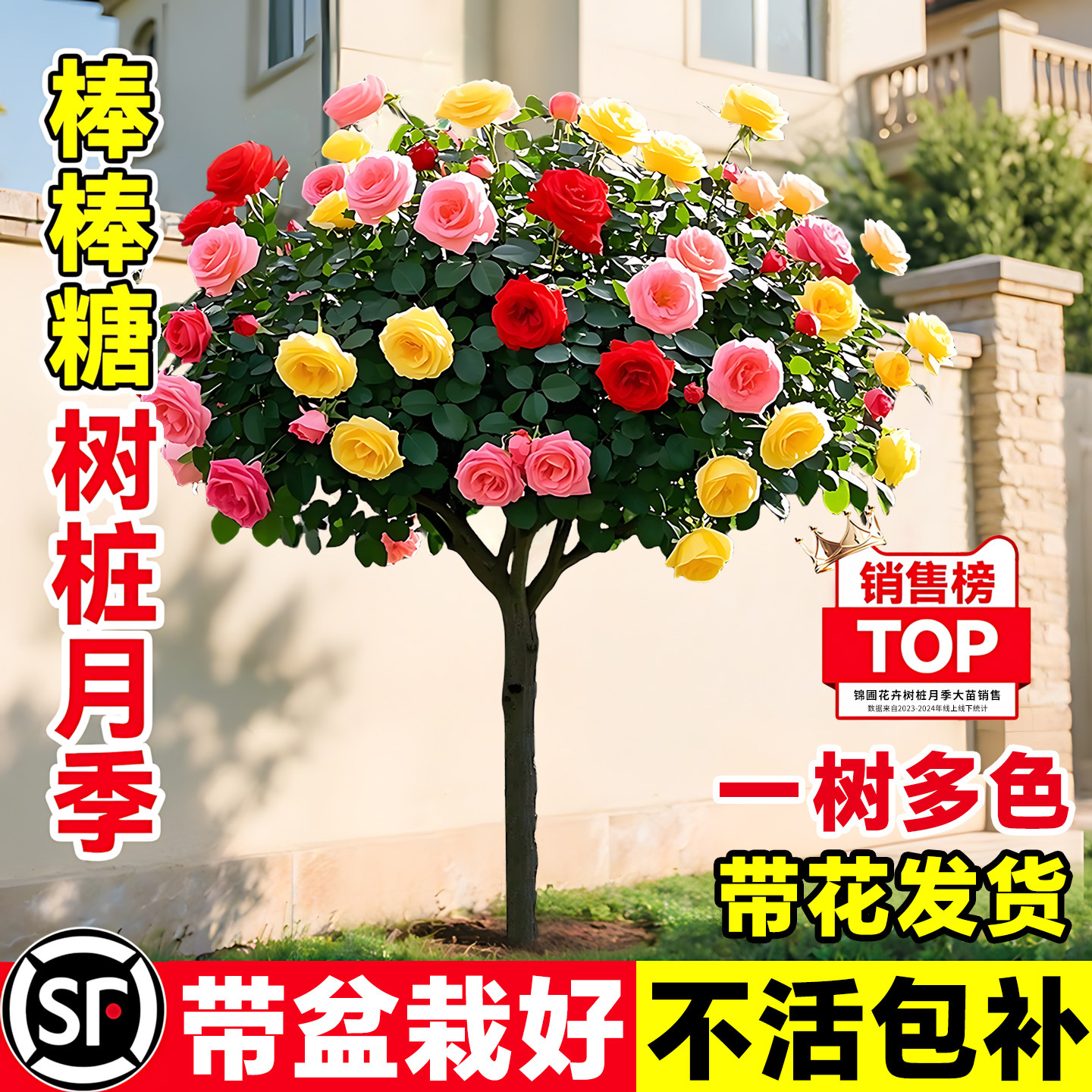 棒棒糖树桩月季花树苗老桩嫁接四季开特大花浓香树状玫瑰花卉盆栽