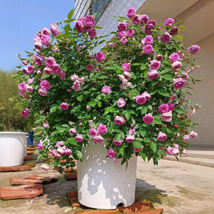 玛姬婶婶月季花苗盆栽灌木微月阳台庭院浓香型多季开花植物花卉
