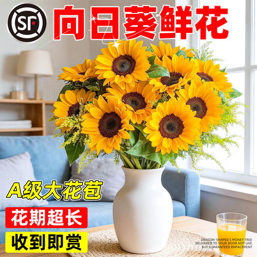 【顺丰包邮】向日葵鲜花云南直发