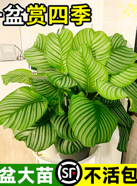 青苹果竹芋盆栽水培植物室内客厅水养绿植好养易活四季天鹅绒海芋