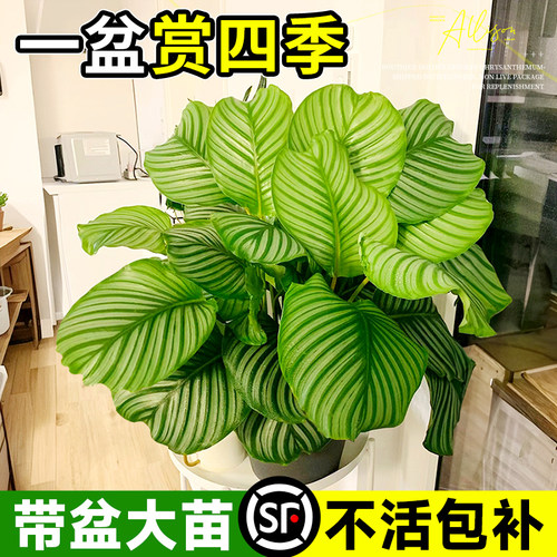 青苹果竹芋盆栽水培植物室内客厅水养绿植好养易活四季天鹅绒海芋