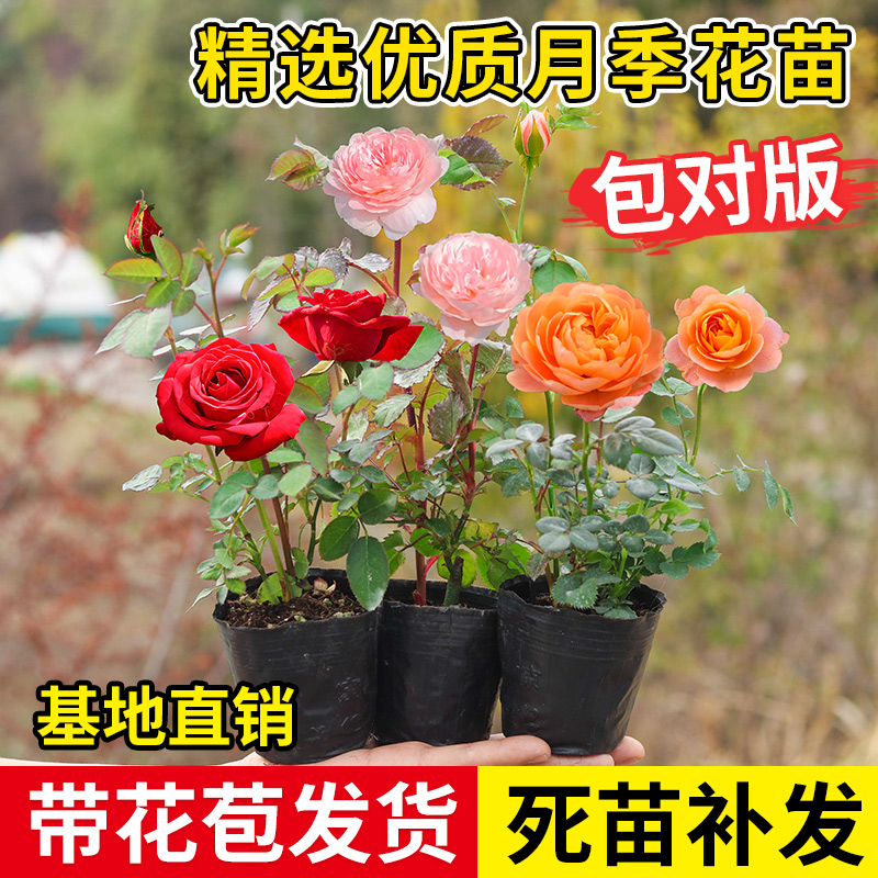月季灌木小苗果汁阳台花卉盆栽玫瑰花苗阳台室外多季好养开花爬藤