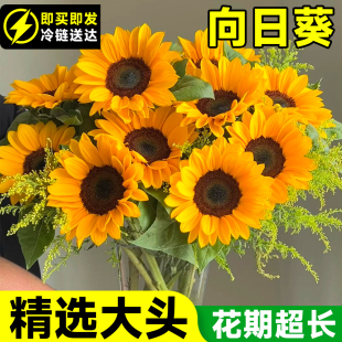 向日葵鲜花大花云南基地直发一举夺魁水养真花材鲜切花期长插花束