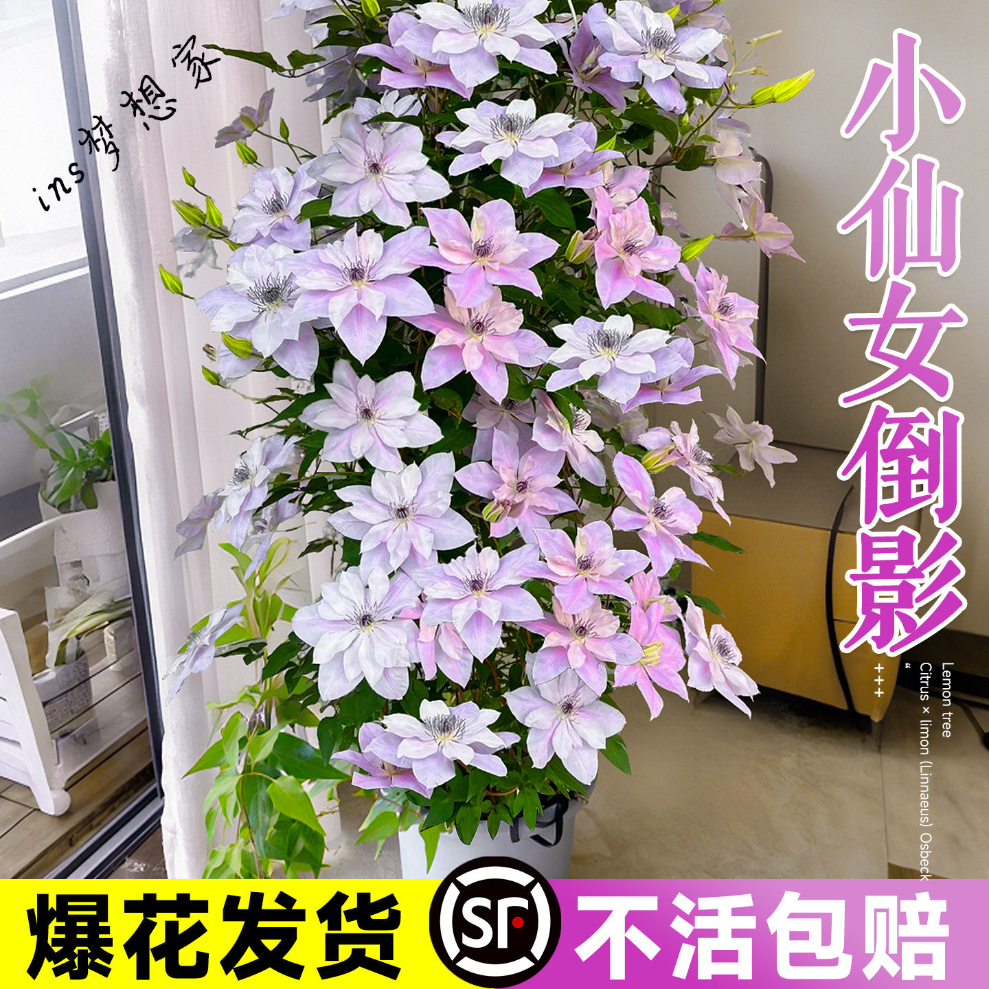 倒影铁线莲大苗带花苞乌托邦约瑟芬新款盆栽爬藤植物四季开花大苗