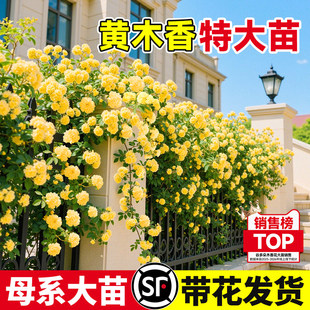 重瓣黄木香花爬藤植物阳台庭院花卉盆栽红白木香四季开花老桩树苗