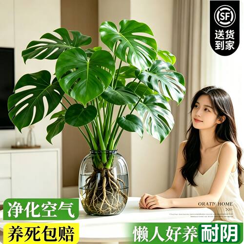 水培植物龟背竹盆栽花卉绿植室内客厅办公室四季好养桌面旺宅花卉