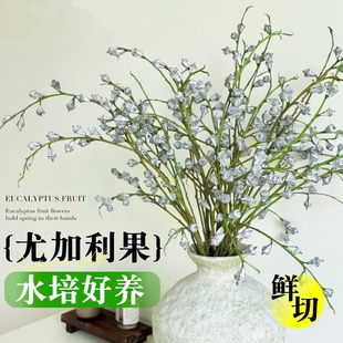 钻石尤加利果鲜花云南基地直发鲜切枝叶插花新鲜真花材干花束植物