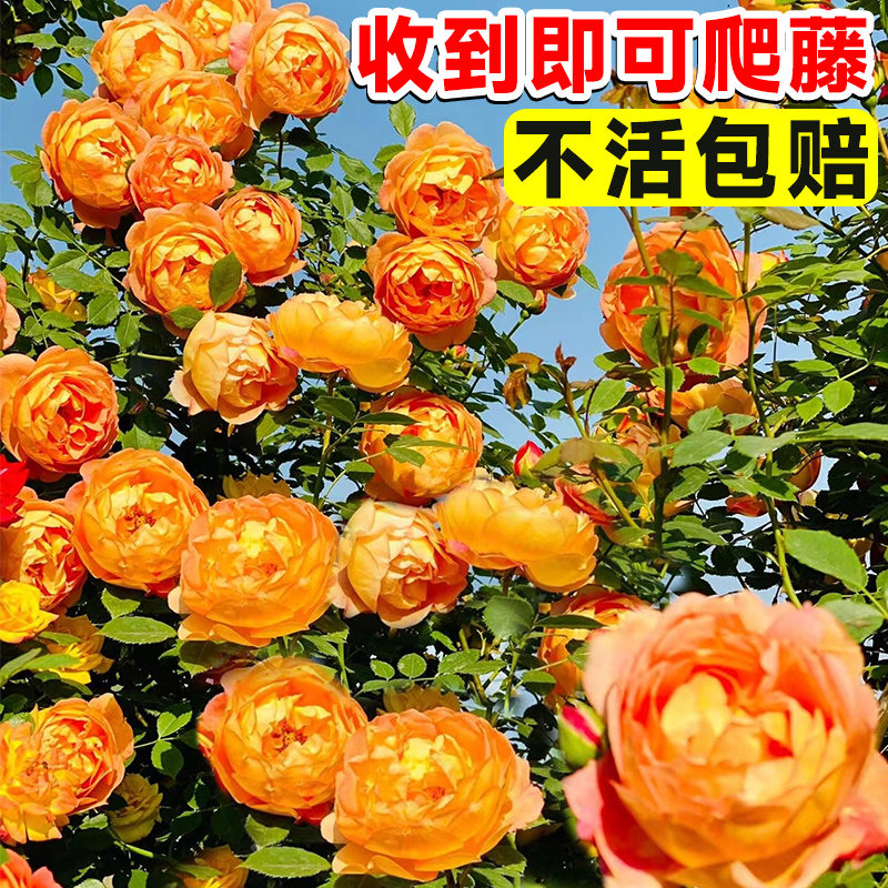 夏洛特夫人藤本月季花苗盆栽特大花浓香四季开花庭院爬藤花卉植物