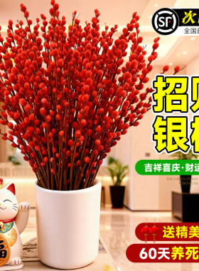 招财银柳鲜枝特级红色真花鲜枝客厅摆件超大花苞银柳新年装饰红柳
