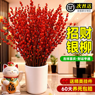 招财银柳鲜枝特级红色真花鲜枝客厅摆件超大花苞银柳新年装饰红柳