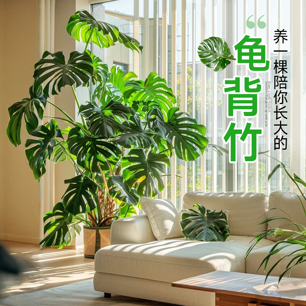 龟背竹客厅大盆栽丛生老桩大叶绿植室内大型植物落地大号禄植好养