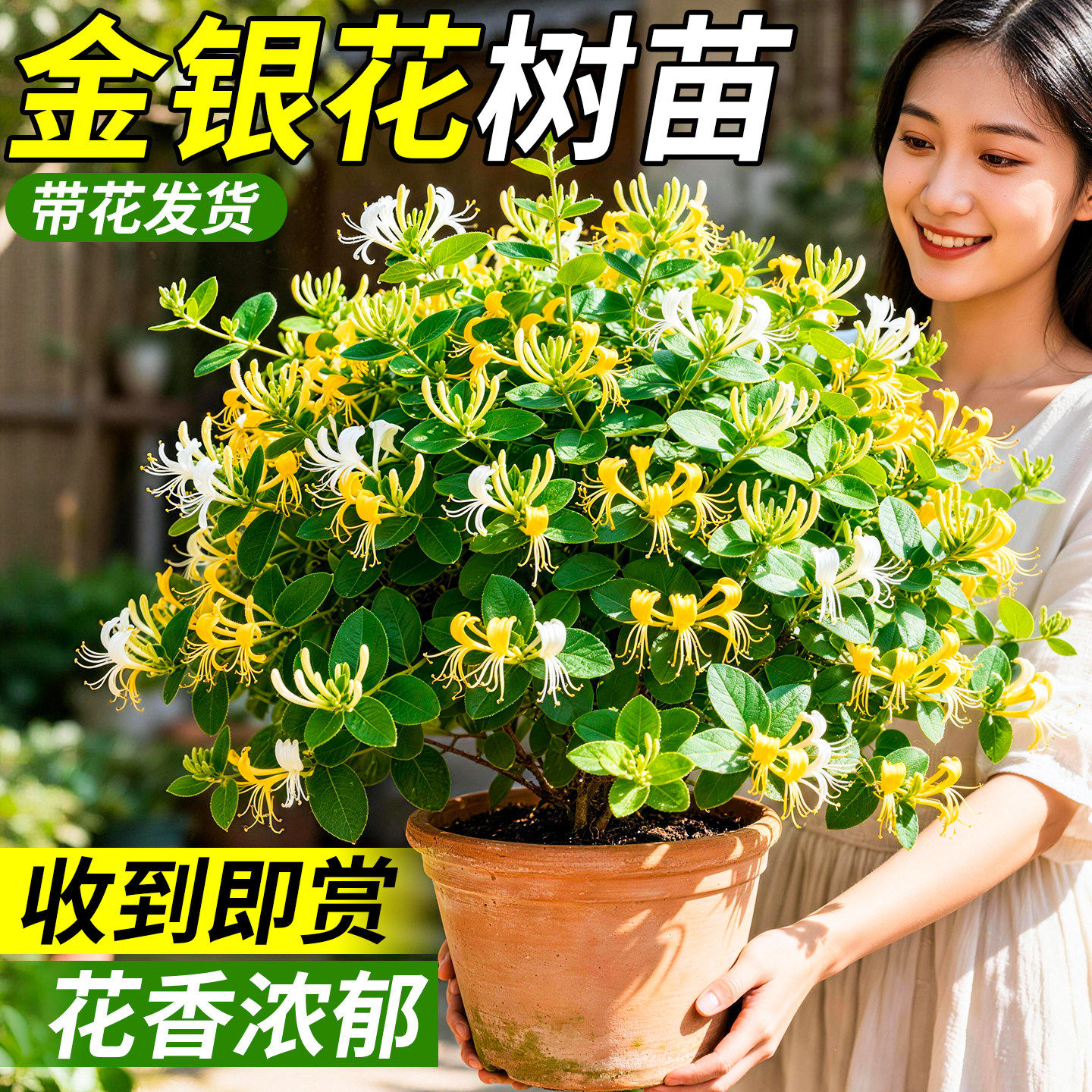 金银花树苗阳台庭院四季开花爬藤老桩盆栽可食用植物带花苞好养活
