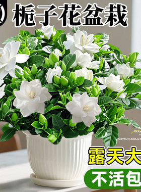栀子花盆栽四季树苗开花卉带花苞浓香型大叶独杆枝枝花水培绿植物