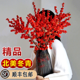 北美冬青红果真花鲜切枝水培鲜切花室内水养年宵花卉鲜花盆栽植物