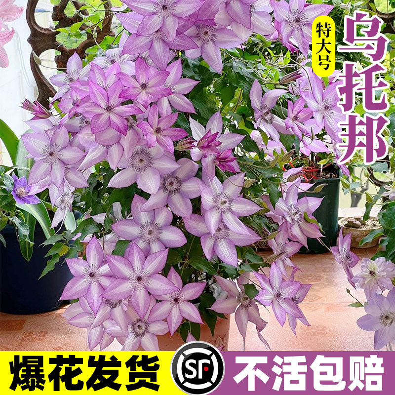 乌托邦铁线莲大苗带花苞倒影约瑟芬新款盆栽爬藤植物四季开花大苗