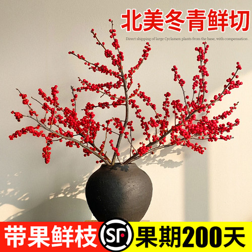 【顺丰包邮】冬青红果真花鲜切花