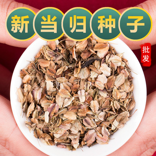 当归种子甘肃岷当归种籽孑优质中药材欧当归种籽春四季种植苗孑