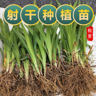 射干中药材苗红花鸢尾药用观赏庭院美化基地另有白玉簪苗何首乌苗
