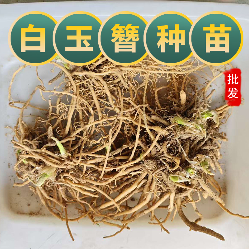 白玉簪花苗阳台盆栽观赏苗紫玉簪花苗中药材白玉簪种植苗观赏花苗