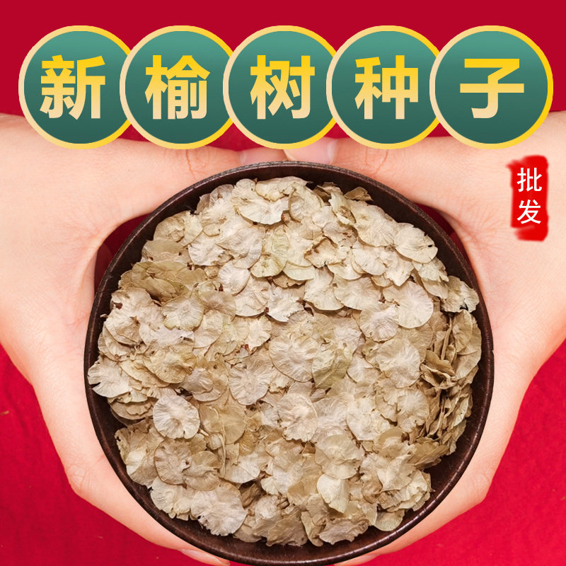 榆树种籽榆树墙种子榆树的种子白榆树种子榆树钱金叶榆榔榆种子
