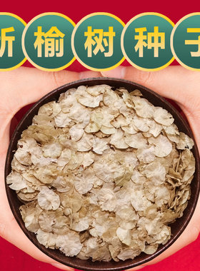 榆树种籽榆树墙种子榆树的种子白榆树种子榆树钱金叶榆榔榆种子