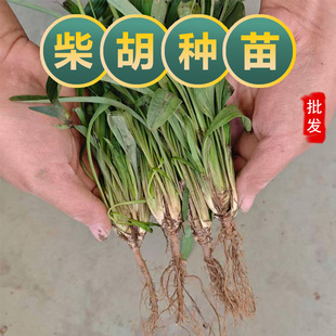 北柴胡种苗夏开花新鲜现挖耐旱药材苗易活耐寒黑柴胡红柴胡黄柴胡