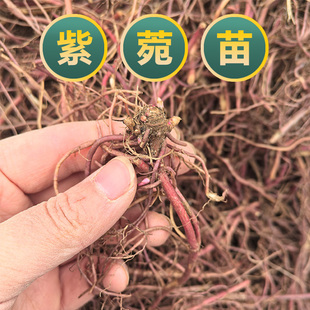 新鲜现挖紫菀苗根苗带芽紫苑根苗圃直发现挖现卖包技术可回收