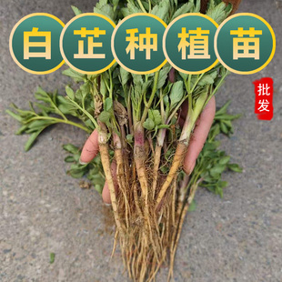 白芷苗新鲜现挖白芷种子中药材种植苗庭院阳台盆栽观赏苗香料食用