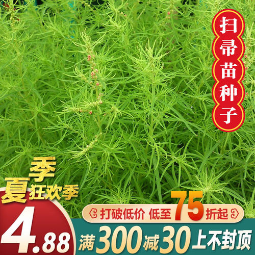 地肤种子红绿地肤草子球形花海庭院室外四季易活扫帚苗孔雀松种籽