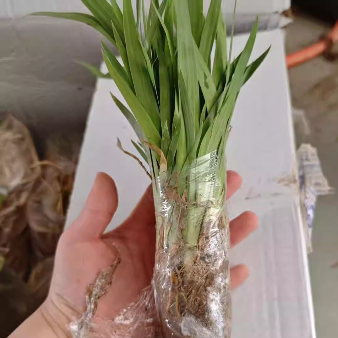 射干中药材苗红花鸢尾药用观赏庭院美化基地另有白玉簪苗何首乌苗